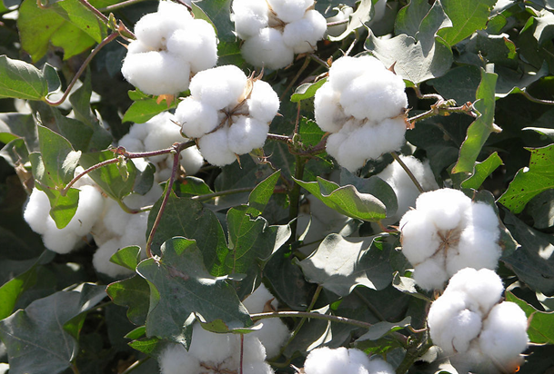 種植棉花科學(xué)補(bǔ)鉀肥的方法