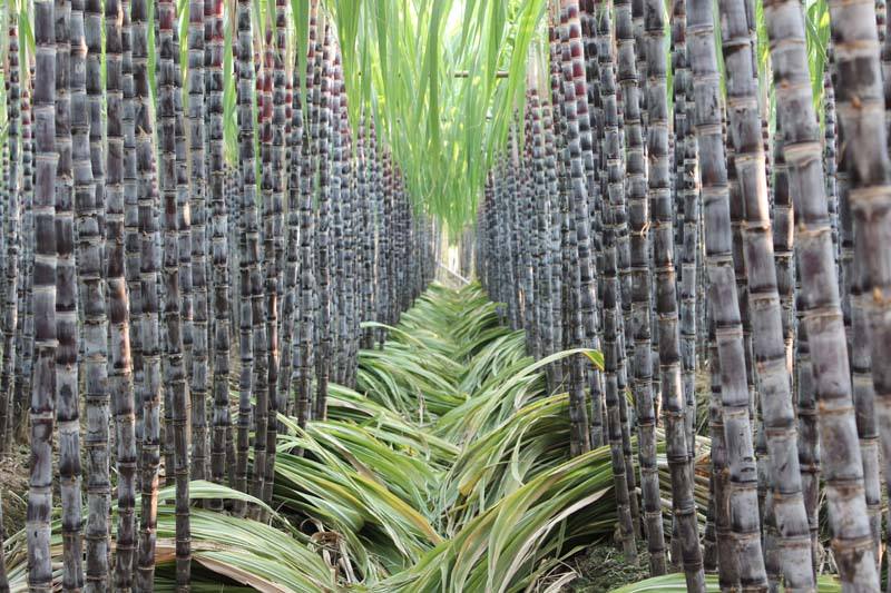 沖施肥廠(chǎng)家整理的提高甘蔗肥料利用率的方法