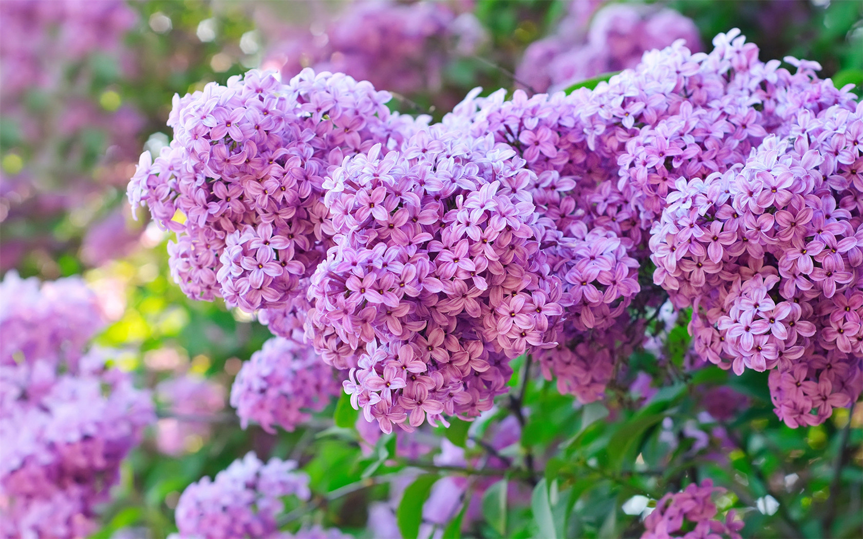 沖施肥廠家建議大家應全面考慮花卉施肥問題