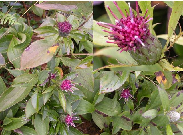 種植白術(shù)用什么水溶肥好？