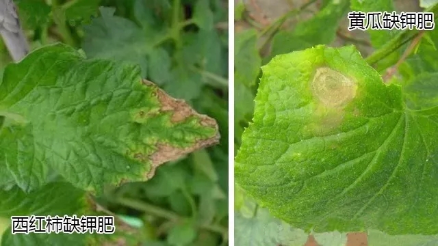 殺蟲(chóng)劑，殺菌劑，沖施肥，葉面肥，植物生長(zhǎng)調(diào)節(jié)劑