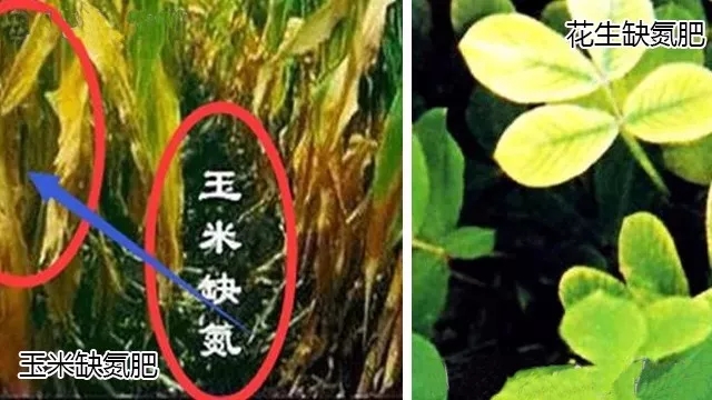 殺蟲(chóng)劑，殺菌劑，沖施肥，葉面肥，植物生長(zhǎng)調(diào)節(jié)劑