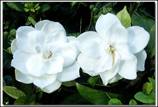 殺菌劑，特效殺蟲劑，葉面肥，植物生長調(diào)節(jié)劑，沖施肥