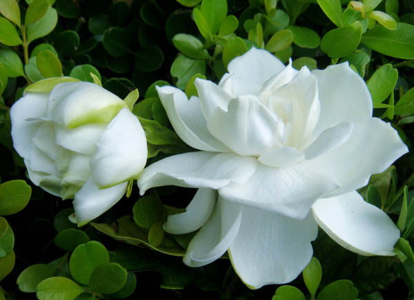 殺菌劑，特效殺蟲劑，葉面肥，植物生長調(diào)節(jié)劑，沖施肥