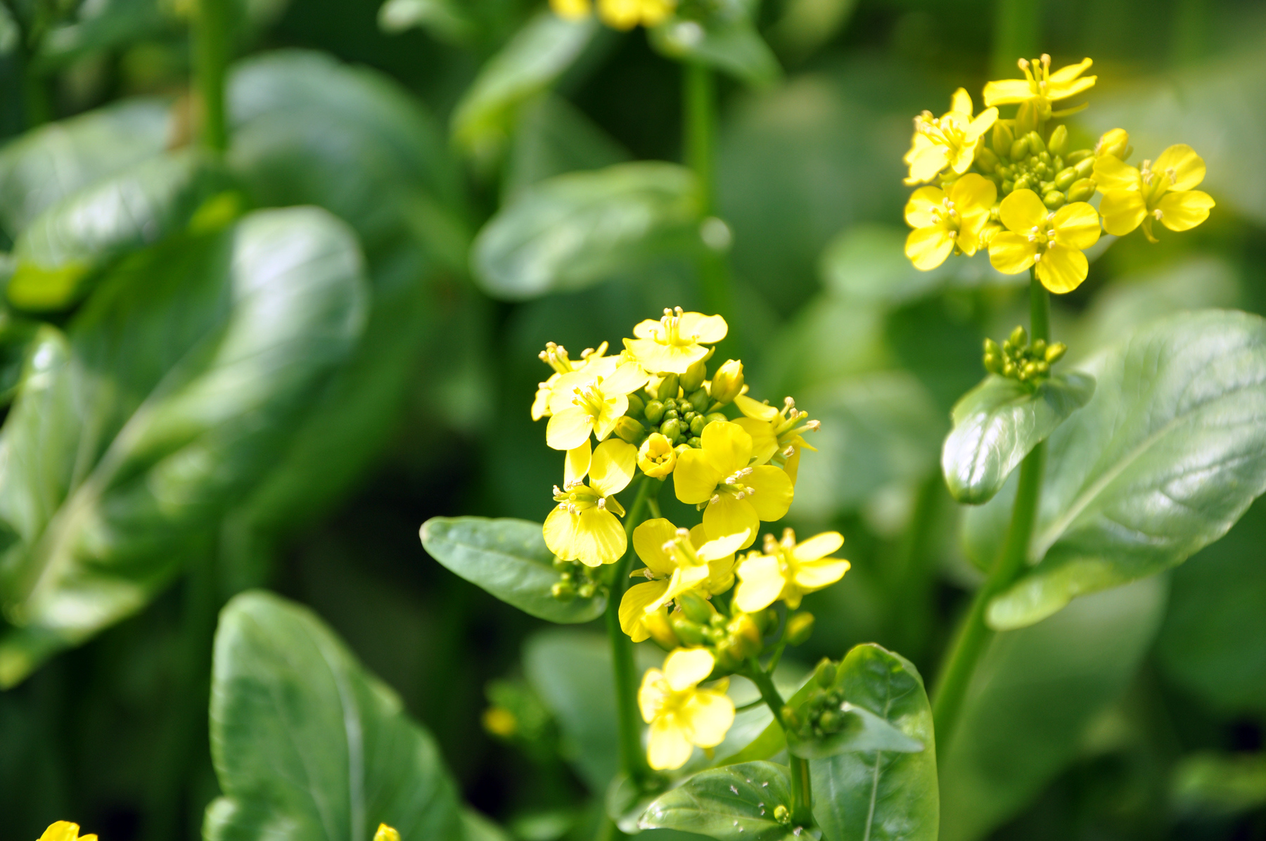 特效殺菌劑，殺蟲劑，葉面肥，植物生長調(diào)節(jié)劑，沖施肥