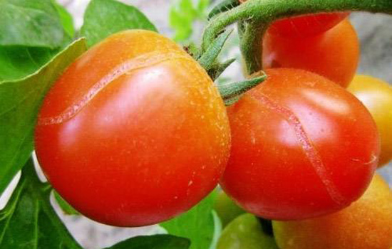 殺蟲(chóng)劑廠家，殺菌劑，沖施肥，葉面肥，植物生長(zhǎng)調(diào)節(jié)劑