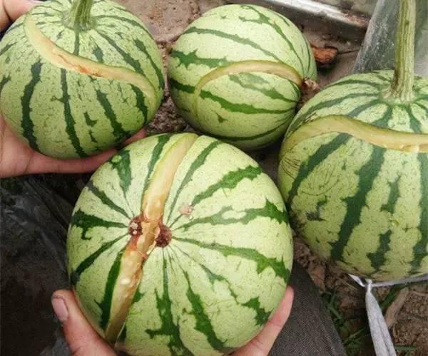 殺蟲(chóng)劑廠家，殺菌劑，沖施肥，葉面肥，植物生長(zhǎng)調(diào)節(jié)劑