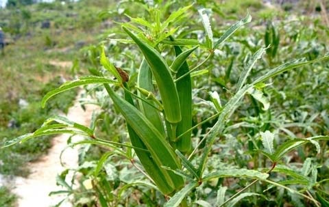 水溶肥,葉面肥,沖施肥,進(jìn)口水溶肥