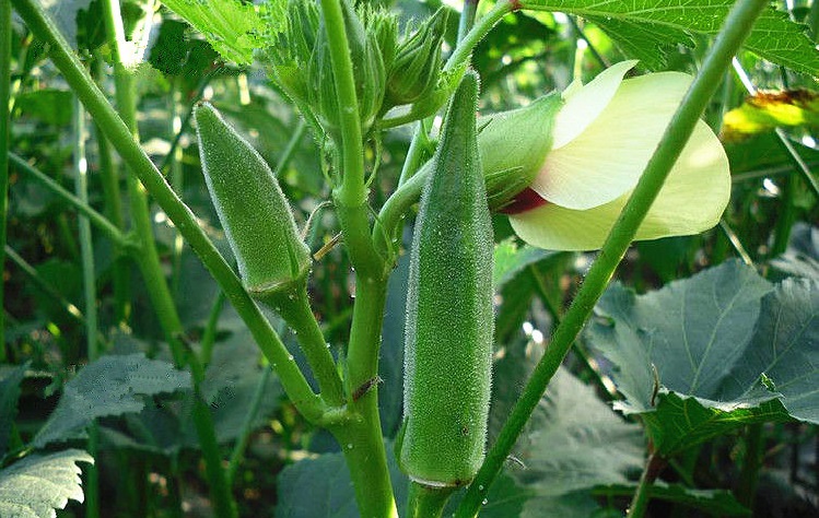 水溶肥,葉面肥,沖施肥,進(jìn)口水溶肥
