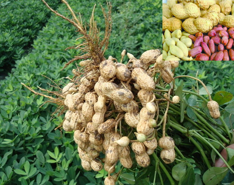 殺菌劑，特效殺蟲劑，沖施肥，葉面肥，植物生長調節(jié)劑