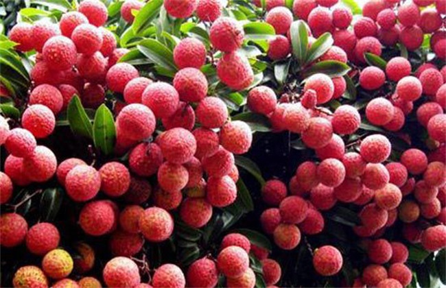 沖施肥,葉面肥,水溶肥,進(jìn)口沖施肥,液體肥