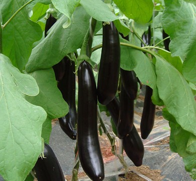 水溶肥,葉面肥,沖施肥,進口水溶肥