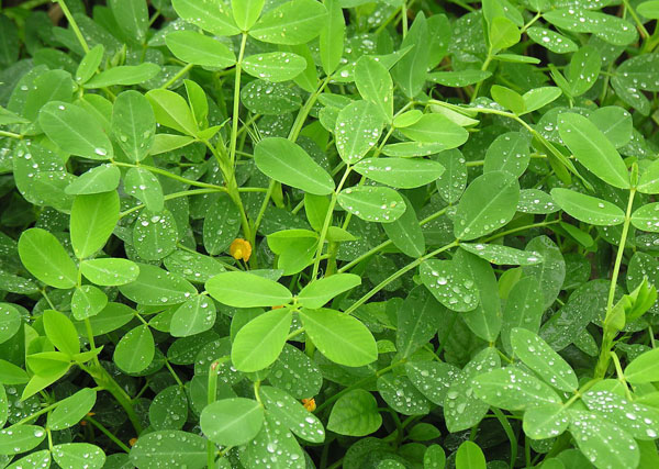 水溶肥,葉面肥,沖施肥,進口水溶肥