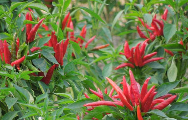 辣椒落葉落果是什么造成的？