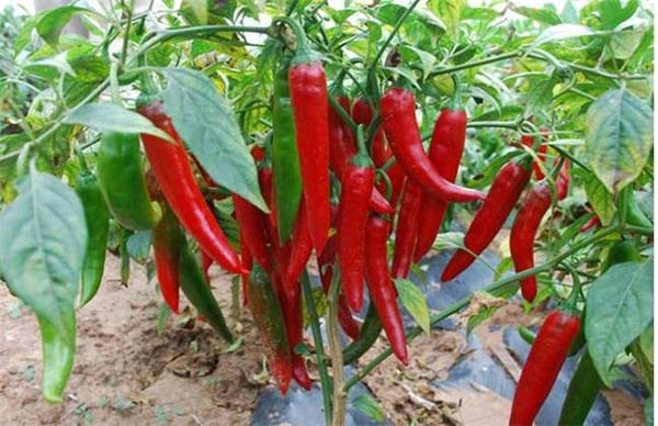 辣椒落葉落果是什么造成的？