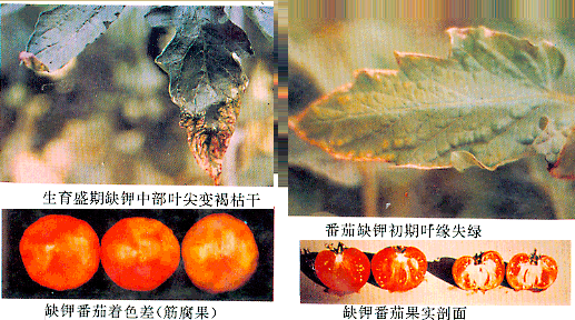 葉面肥廠家與您講解鉀肥對(duì)植物生長(zhǎng)有何影響？