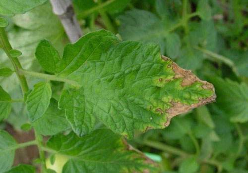 葉面肥廠家與您講解鉀肥對(duì)植物生長(zhǎng)有何影響？