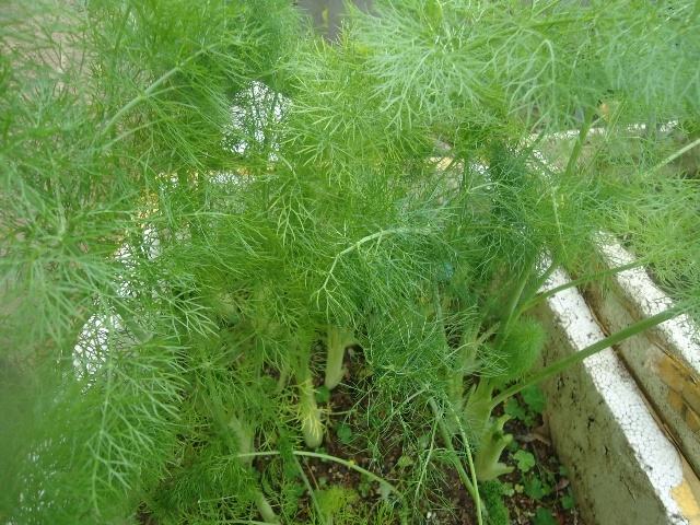 茴香施用葉面肥的方法