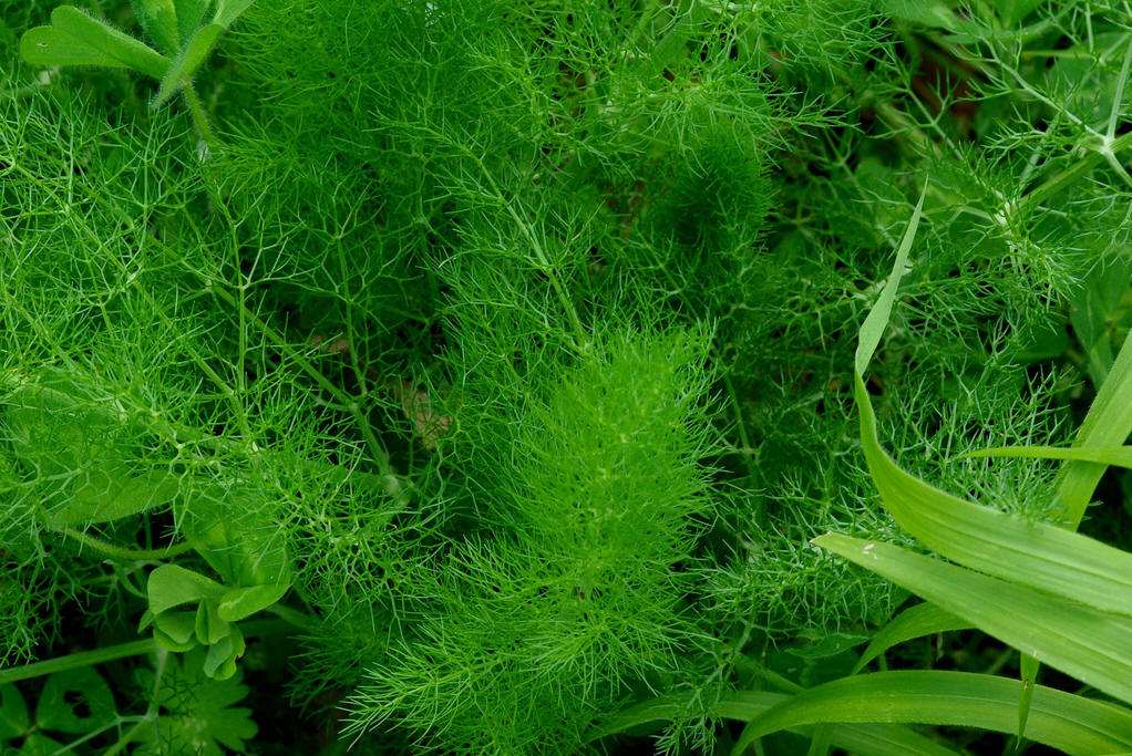 茴香施用葉面肥的方法