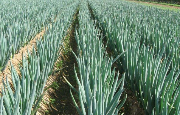 葉面肥,水溶肥,沖施肥,液體肥,進(jìn)口水溶肥