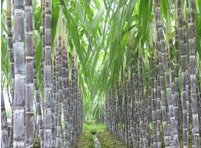 沖施肥廠(chǎng)家整理的提高甘蔗肥料利用率的方法