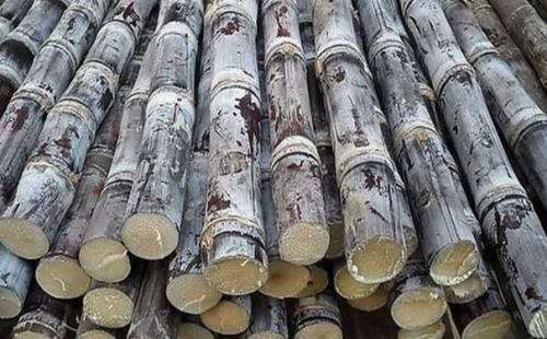 沖施肥廠(chǎng)家整理的提高甘蔗肥料利用率的方法