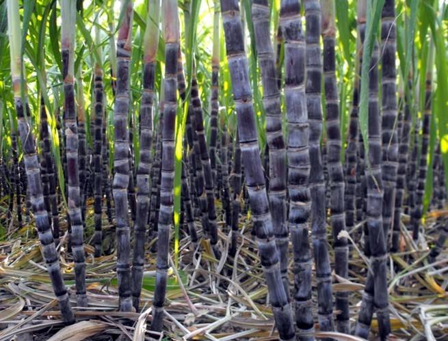 沖施肥廠(chǎng)家整理的提高甘蔗肥料利用率的方法