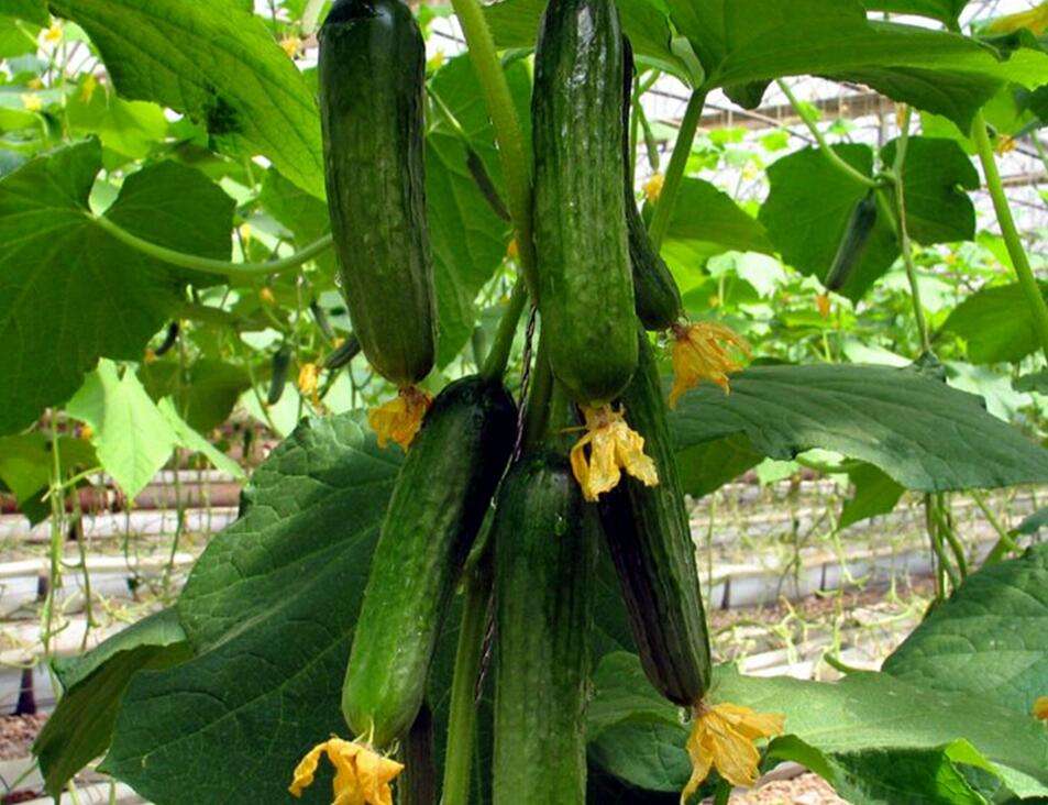 葉面肥,水溶肥,沖施肥,液體肥,進口水溶肥