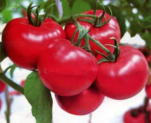 葉面肥,水溶肥,沖施肥,液體肥,進(jìn)口水溶肥