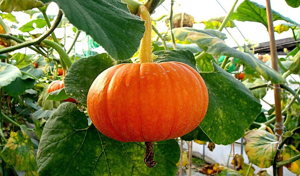 教你如何在南瓜膨大期施壯瓜肥